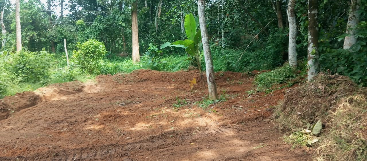 20 CENT LAND